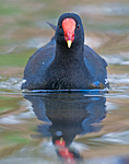 BB 09 0208 / Gallinula chloropus / Sivhøne